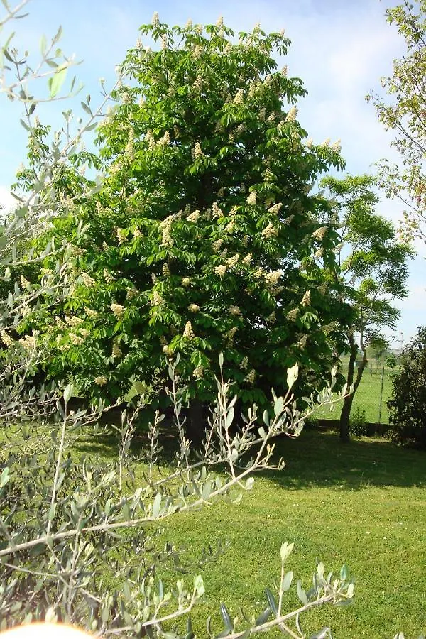 Farm stay Agriturismo La Quercia Dei Tigli Villa Forli