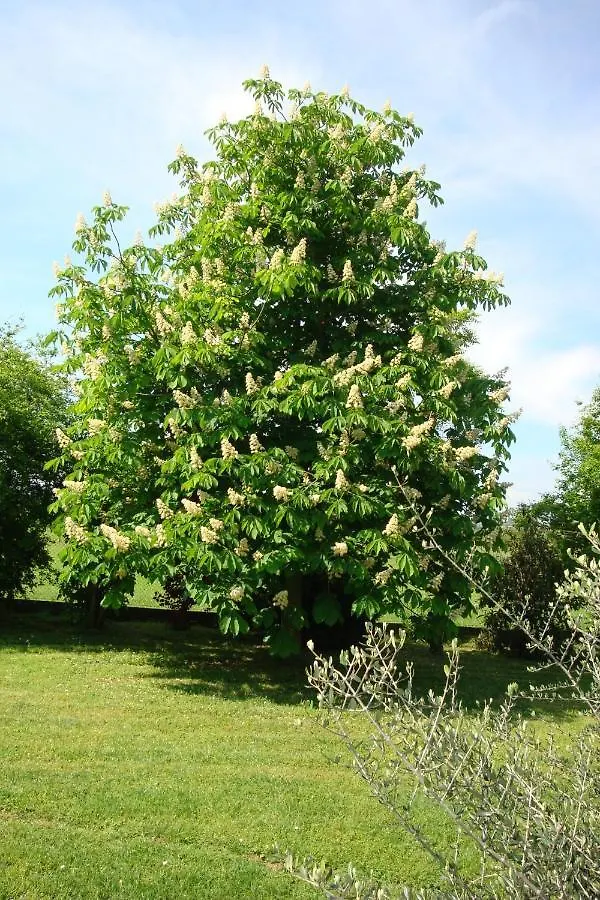 Agriturismo La Quercia Dei Tigli Villa Forli Italy